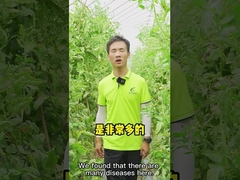 Plant Growth Fertilizer Bacillus Velezensis CY30 For Strawberry Apple Tomato Chili