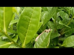 Sâu đo trà, thuốc trừ sâu hiệu quả trong nông nghiệp, EoNPV.Bt