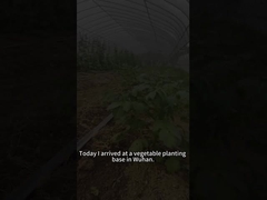 ấu trùng giun ăn nhiều loại thực vật bao gồm cả cây cà chua