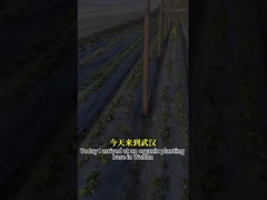 Hoạt động kháng nấm phổ rộng Chất độc vi khuẩn CY30 Thúc đẩy tăng trưởng cây trồng Chữa sâu rễ