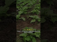 Virus côn trùng thuốc trừ sâu sinh học hiệu quả cao SeNPV và Bacillus Thuringiensis