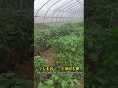 Thuốc trừ sâu sinh học Trung Quốc Tân Cương Cotton Chili Budworm Côn trùng giết chết Chili Helicoverpa Assulta