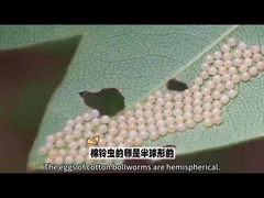 Thuốc trừ sâu sinh học Biopesticide rất nổi tiếng là HaNPV.Bt cho giun bollFor sử dụng nông nghiệp