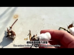 Chọn hiệu quả nhất HaNPV Bt Thuốc trừ sâu sinh học cho cây trồng bông