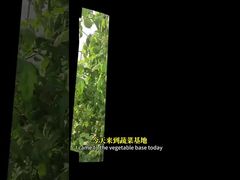 Kiểm soát rệp trắng trên cây họ cải, ngô, v.v. thông qua các phương pháp kiểm soát sinh học