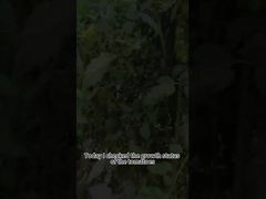 Thuốc trừ sâu sinh học bệnh mốc sương cà chua Kiểm soát sinh học bệnh mốc sương cây trồng