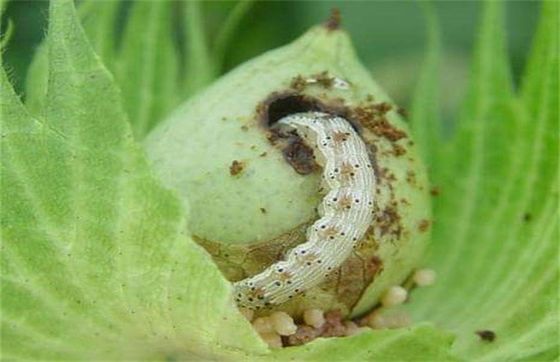 Biological pesticide eliminate cotton tobacco chili pests insects excellent long lasting effect 