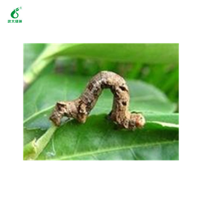 Green Black Tea Plant Organic Verified Pesticide Spray EoNPV Nuclear Polyhedrosis Virus