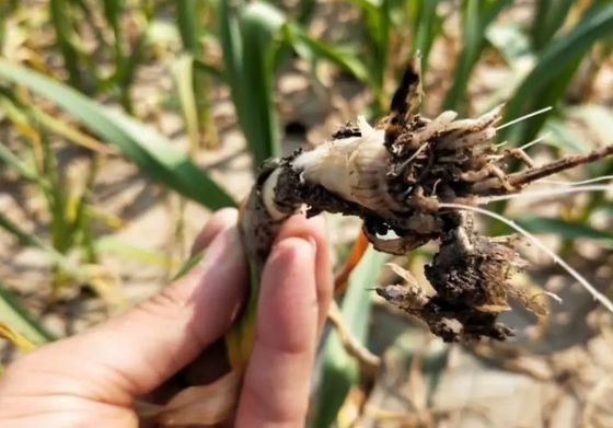 Promote Tomato Chili Good Growth Agriculture Fungicide CY30 Bacillus Velezensis Beneficial Effects on Plants