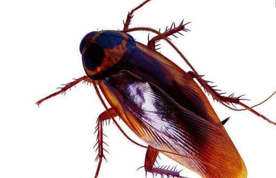 Donino Effect Killing Cockroach Gel Bait China Supplier Microbial Bio Pesticide PfDNV