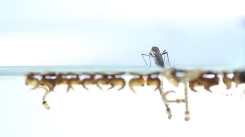 Brown Powder Insecticide Mosquito Larvae Killing 1200 ITU/Mg BTi Israel subspecies