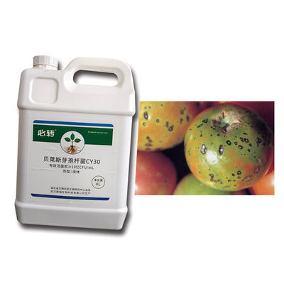 Plant Growth-promoting Fungicide Prevent Chlorosis Stiff Seedlings Against Plant Pathogen