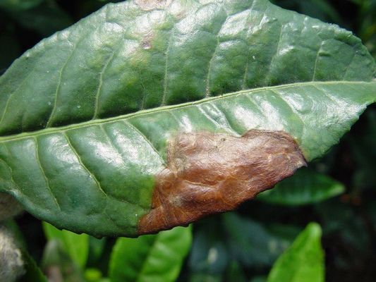 300 Times lrrigation Root Blade Spray Fungicide Bacillus velezensis Prevent Root Rot Dead Tree Aubergine 