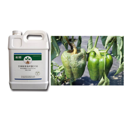 Promote Tomato Chili Good Growth Agriculture Fungicide CY30 Bacillus Velezensis Beneficial Effects on Plants