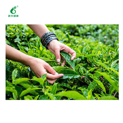 Insect Killer for Various Species Tea Garden Bacillus Thuringiensis Virus Extract Ingredient